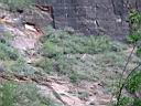 035_zion.jpg